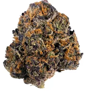 Jupitar Jack Sativa